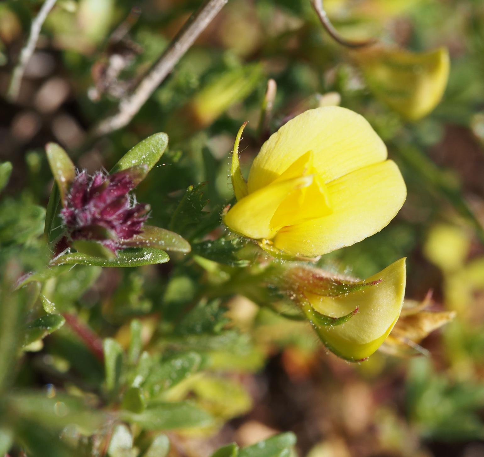 Restharrow, Pygmy